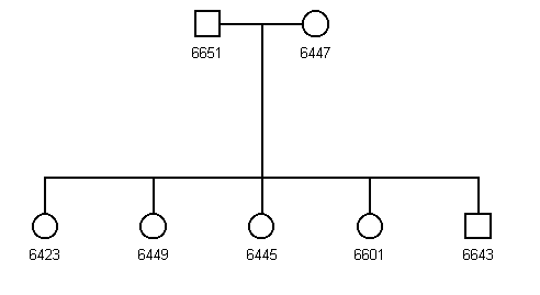 Pedigree 690b