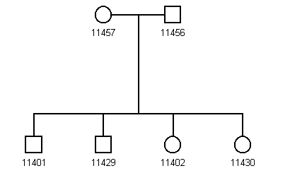 Pedigree 95A